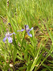 Moraea lugubris