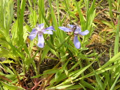 Moraea lugubris