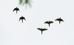 Thectocercus acuticaudatus