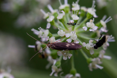 Neureclipsis bimaculata