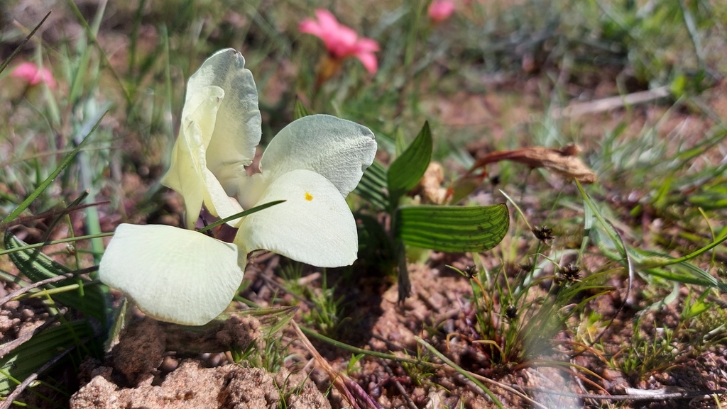Babiana pygmaea, West Coast, ZA-WC, ZA