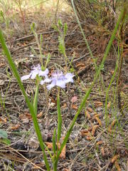 Moraea lugubris