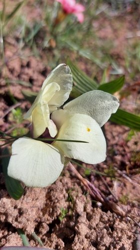 Babiana pygmaea