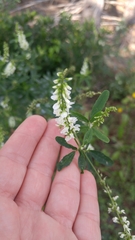 Melilotus albus image