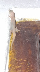 Gehyra mutilata