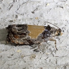 Olethreutes osmundana