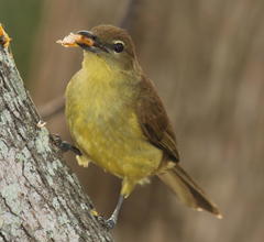 Chlorocichla flaviventris flaviventris