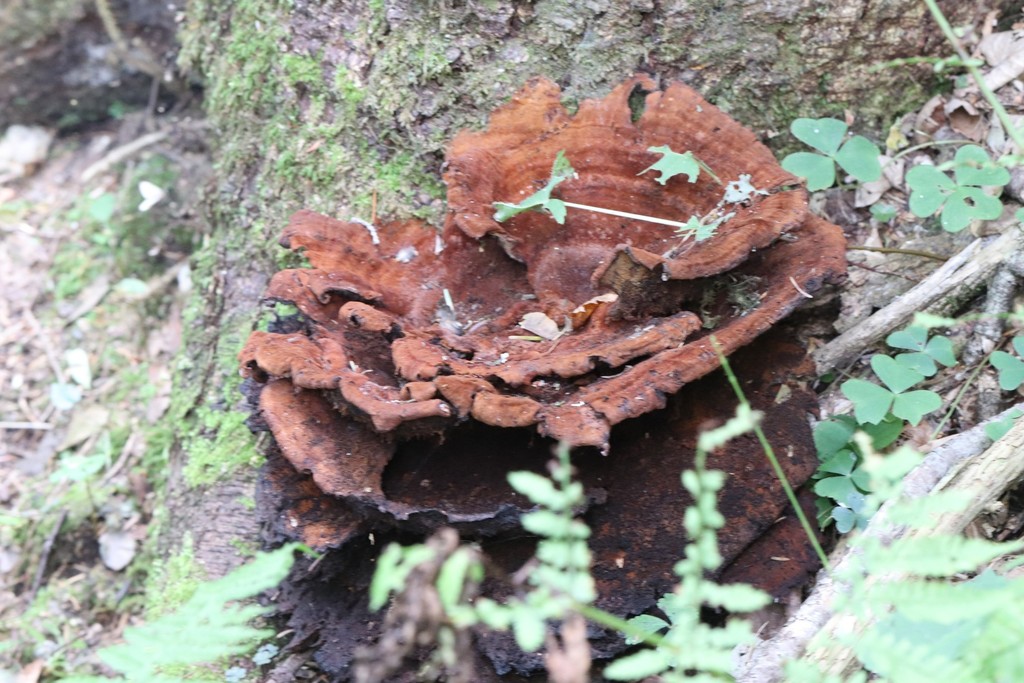 Phaeolus schweinitzii · September 2021 · photo: © ninacourlee (iNaturalist, cc-by)