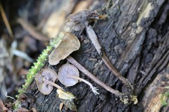 Baeospora