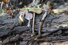 Baeospora
