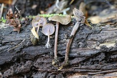 Baeospora