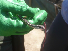 Masticophis lateralis lateralis