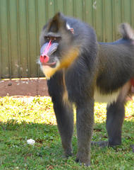 Mandrillus sphinx