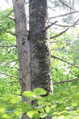 Picea jezoensis jezoensis