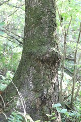 Picea jezoensis jezoensis