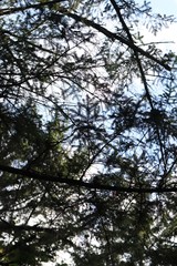 Picea jezoensis jezoensis