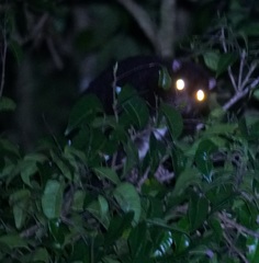 Pseudochirulus herbertensis