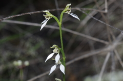 Eriochilus dilatatus