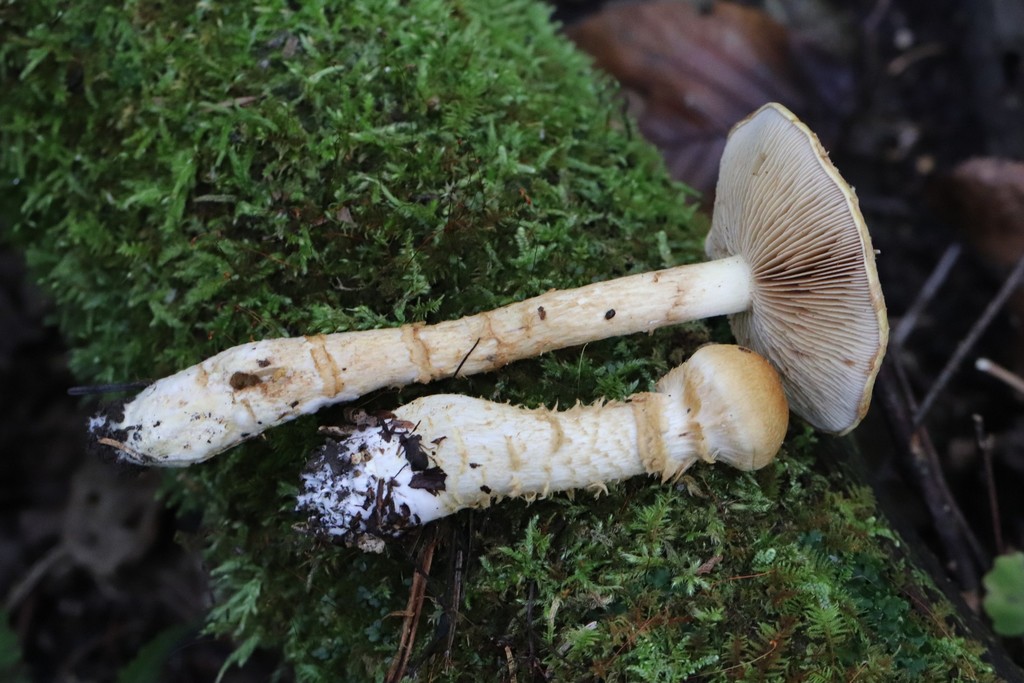 Phlegmacium triumphans · September 2021 · photo: © ninacourlee (iNaturalist, cc-by)