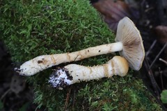 Cortinarius triumphans