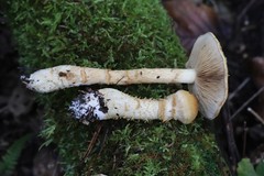 Cortinarius triumphans