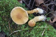 Cortinarius triumphans