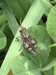 Trilophidia annulata