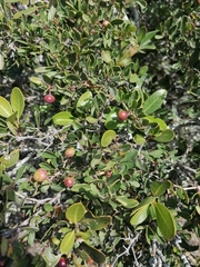 Rhoicissus digitata