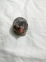 Cypraecassis testiculus