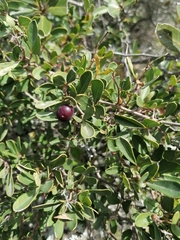 Rhoicissus digitata