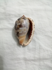 Cypraecassis testiculus