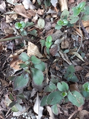 Kalanchoe densiflora