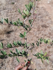 Rhoicissus digitata