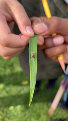 Harmonia axyridis