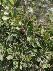 Rhoicissus digitata