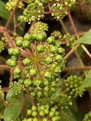 Aralia armata