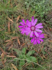 Senecio speciosus