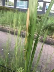 Tenodera angustipennis