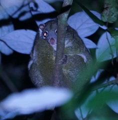 Pseudochirops archeri