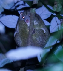 Pseudochirops archeri