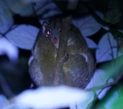 Pseudochirops archeri