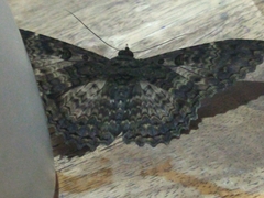 Lepidoptera