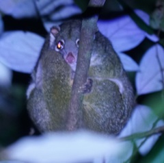 Pseudochirops archeri