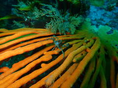 Achaeopsis spinulosa