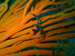 Achaeopsis spinulosa