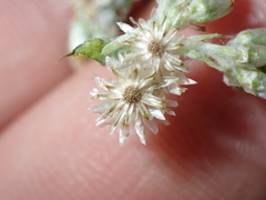 Pseudognaphalium undulatum