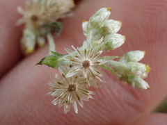 Pseudognaphalium undulatum