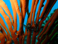Achaeopsis spinulosa