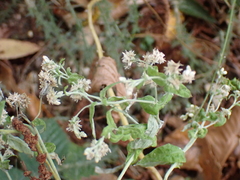 Pseudognaphalium undulatum