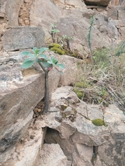 Othonna triplinervia